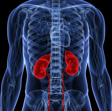 kidney failure diagram